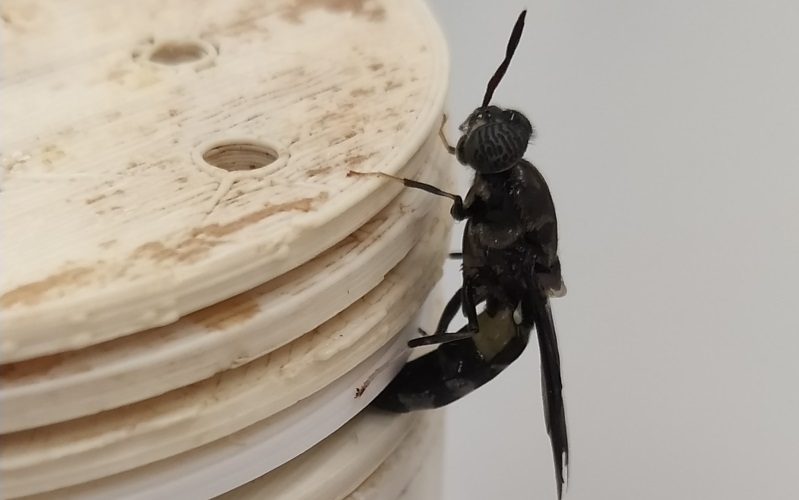 FLIES4VALUE, Insetti per la bioconversione di sottoprodotti agroalimentari