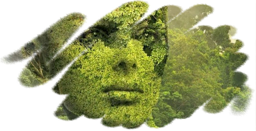 La ricerca sull’eco ansia: come Ecopsicologia e Terapie Forestali possono fornire risposte concrete