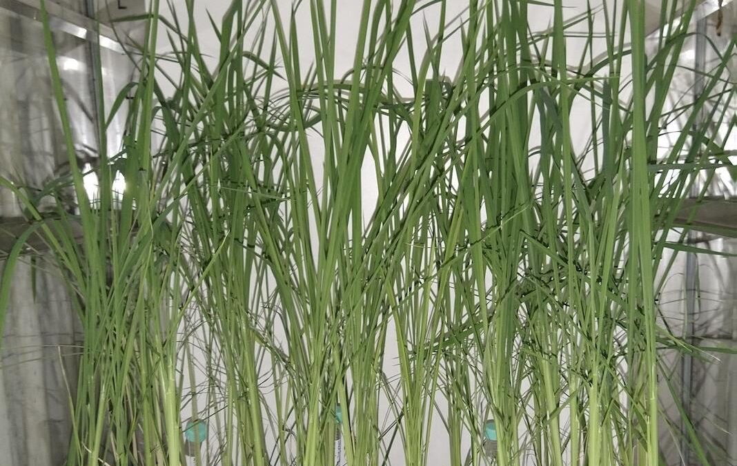 Al via con la Statale di Milano e la Regione Lombardia la prima sperimentazione italiana di riso realizzata con Tecniche di Evoluzione Assistita