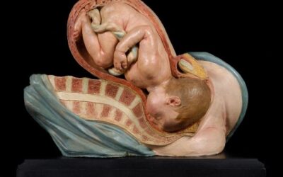 Tre opere del Museo Anatomico di Unimore in mostra al Museo delle Belle Arti di Ajaccio