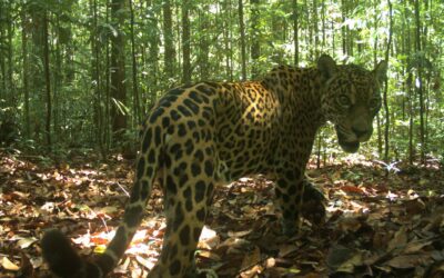 Meno mammiferi nelle foreste tropicali: ricerca internazionale a cura dell’Università di Firenze fotografa la responsabilità dell’uomo